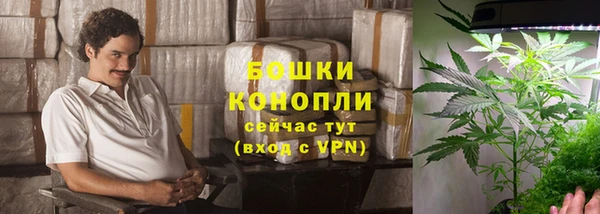 прущие грибы Горняк
